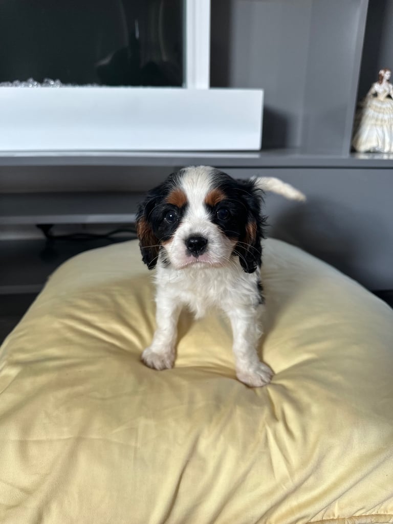 image for king charles Cavalier puppies one by one girl available