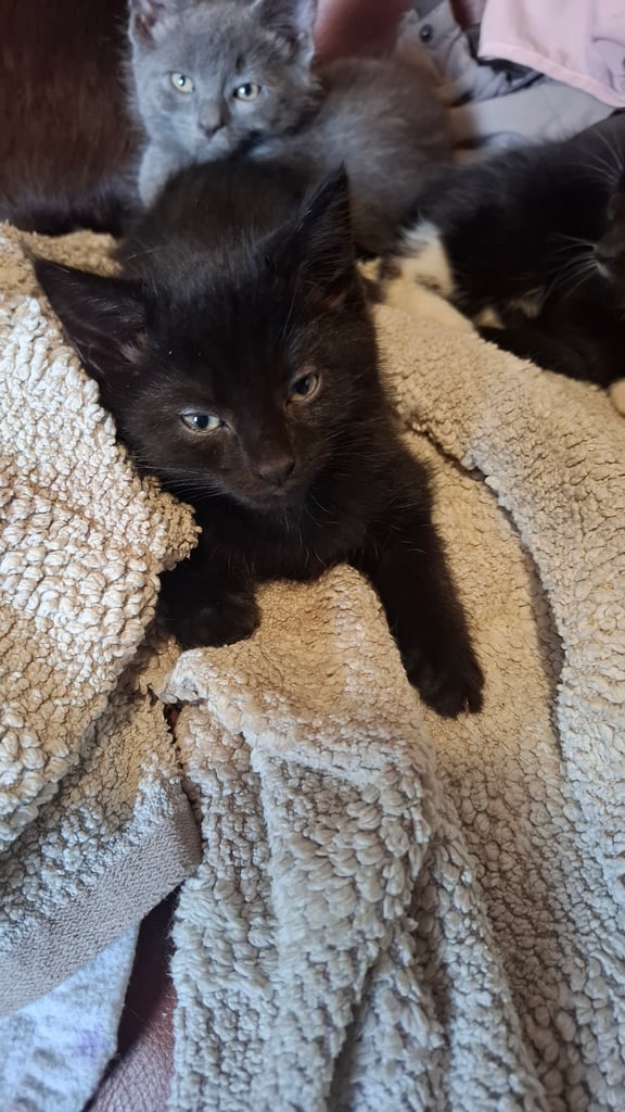 5 kittens ready to go to new homes 