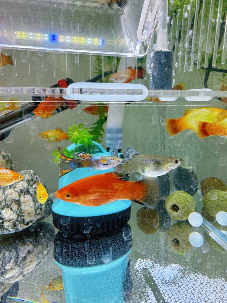 Small platys and Guppys for sale £1 each-Fish only