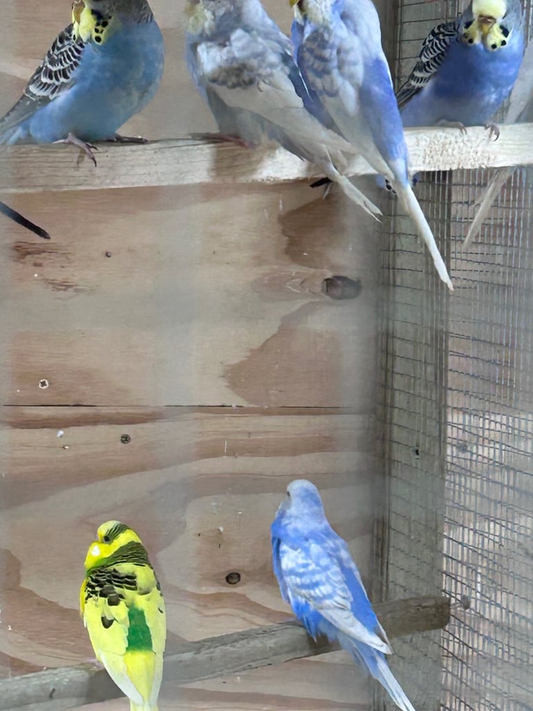 Beautiful baby budgies