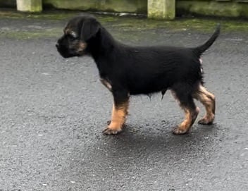 Gumtree patterdale orders puppies