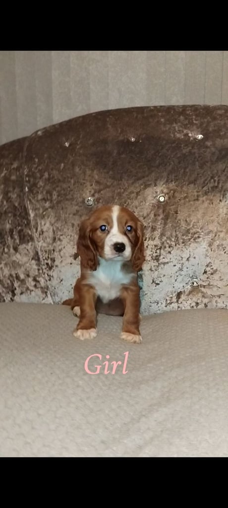 Cocker spaniel puppies 