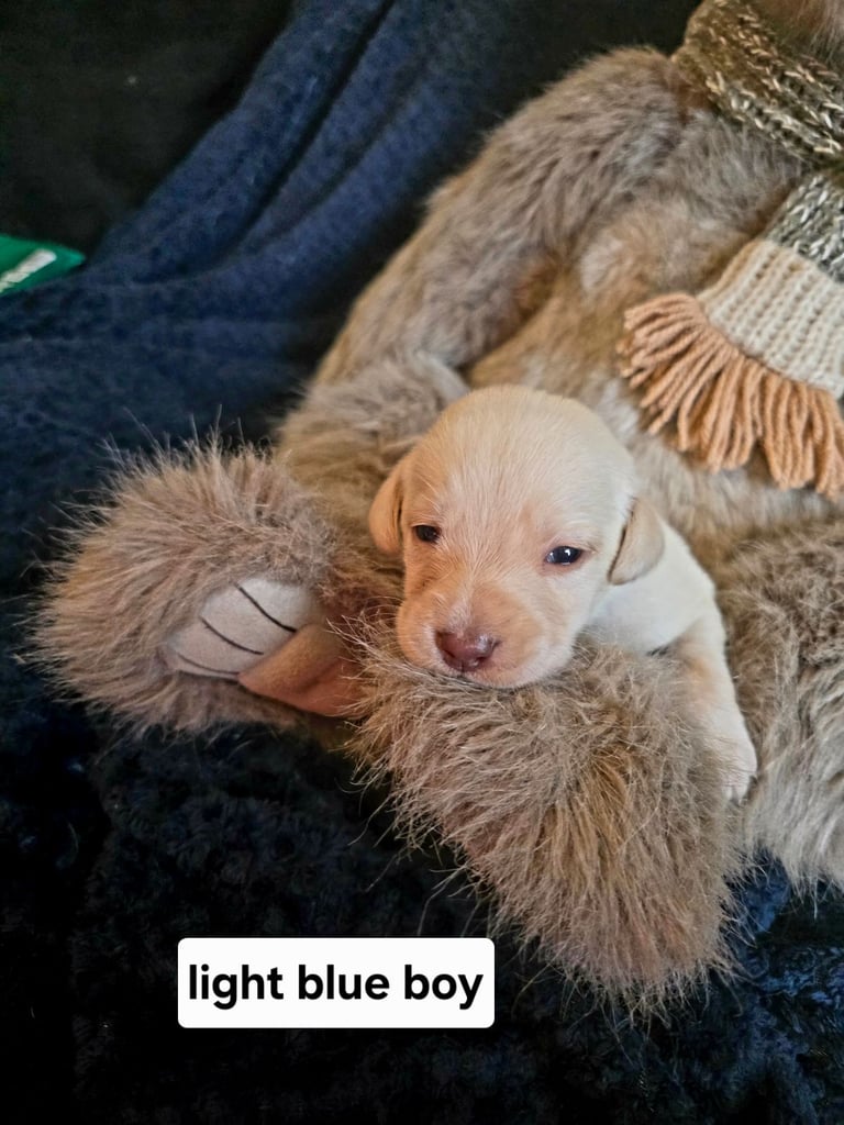 Pure bred labrador puppies for sale