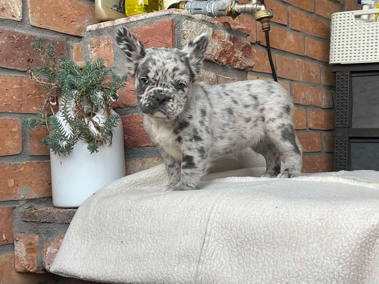 Fluffy French Bulldog Puppies