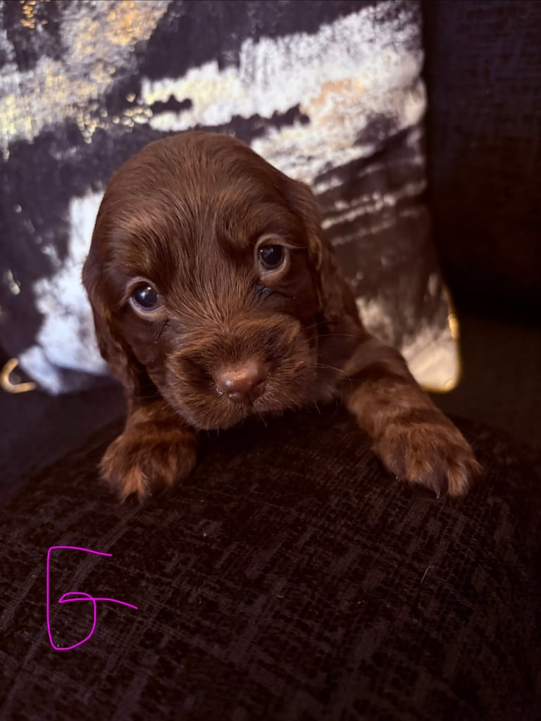 Cocker spaniel puppies 
