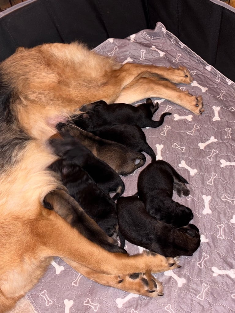 German Shepard puppies for sale 