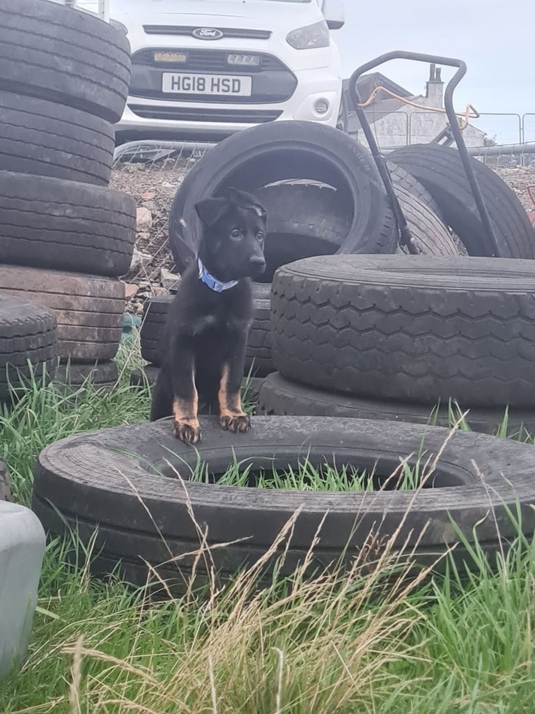 KC Reg German Shepherd Puppies-Ready to leave!