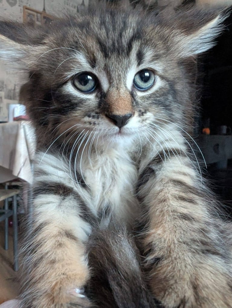 Kittens for sale 