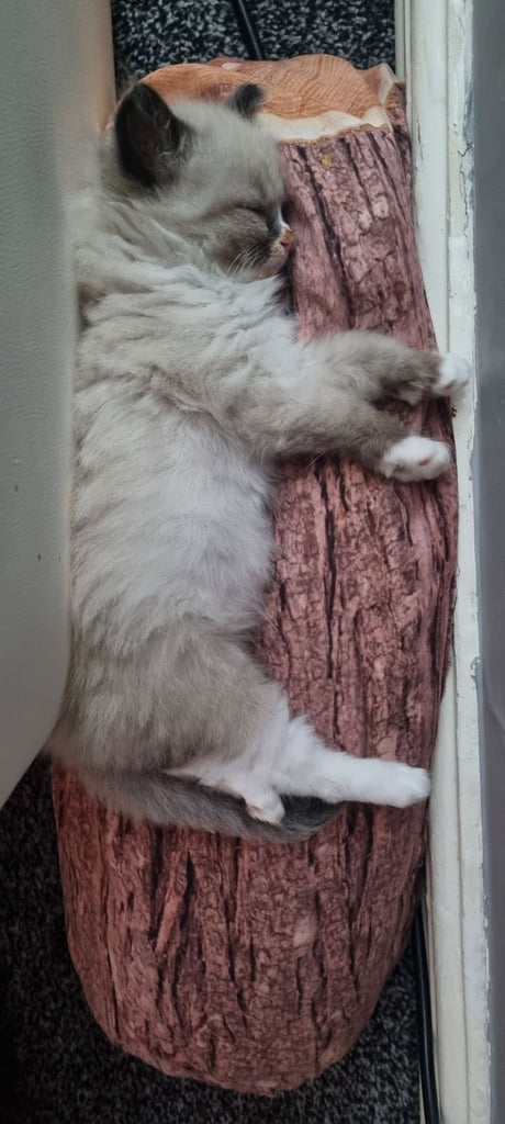 Ragdoll kittens 