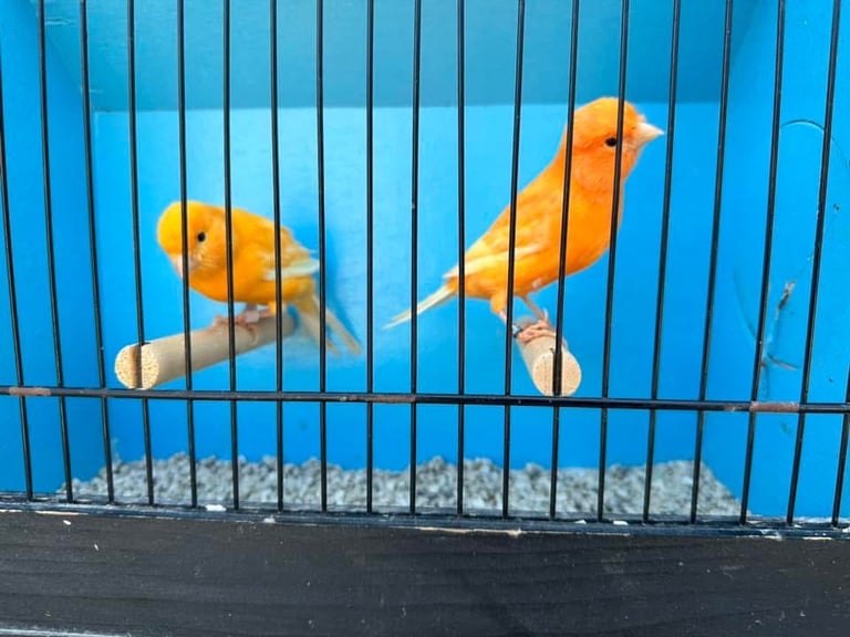 Colour canaries birds 