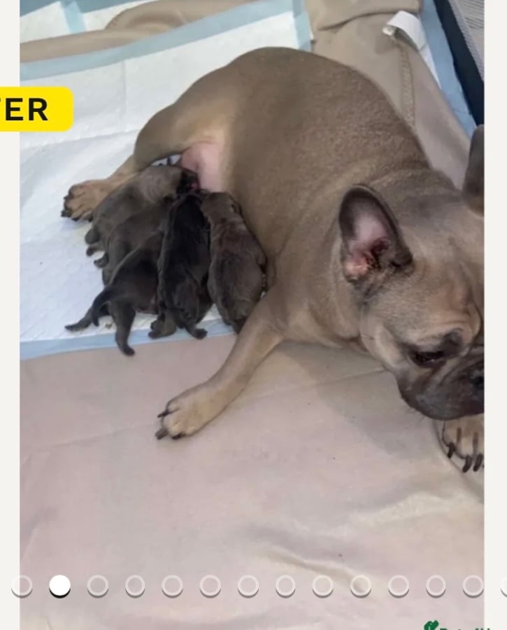 Beautiful frug puppies for sale