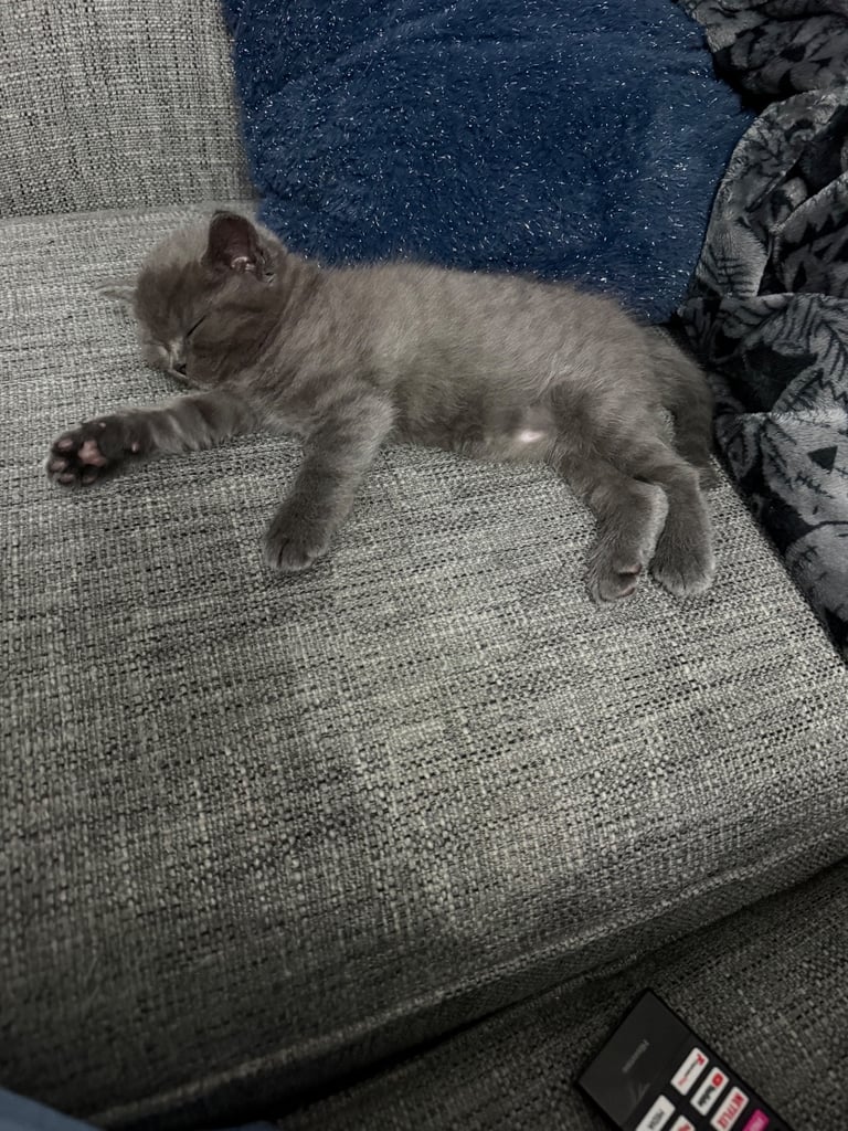 Ragdoll x British shorthair mix kitten 