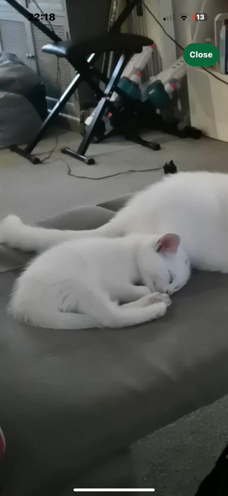 White male kitten 