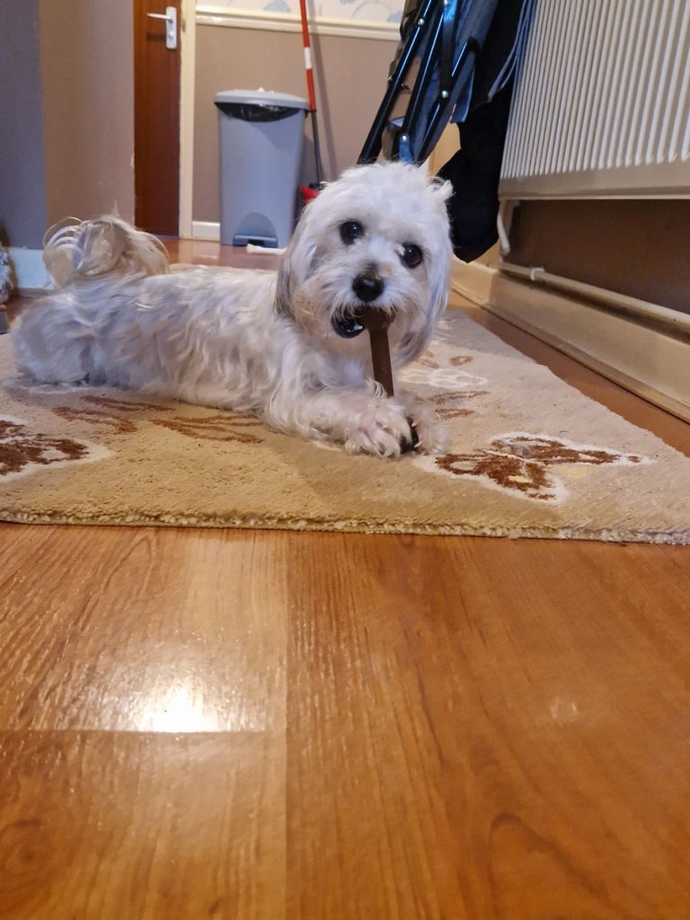 6 ADORABLE Teddy Shihpoos 