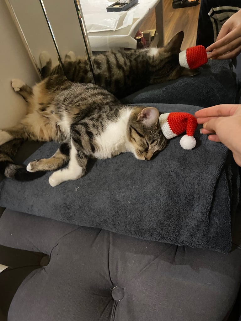 Cat for sale