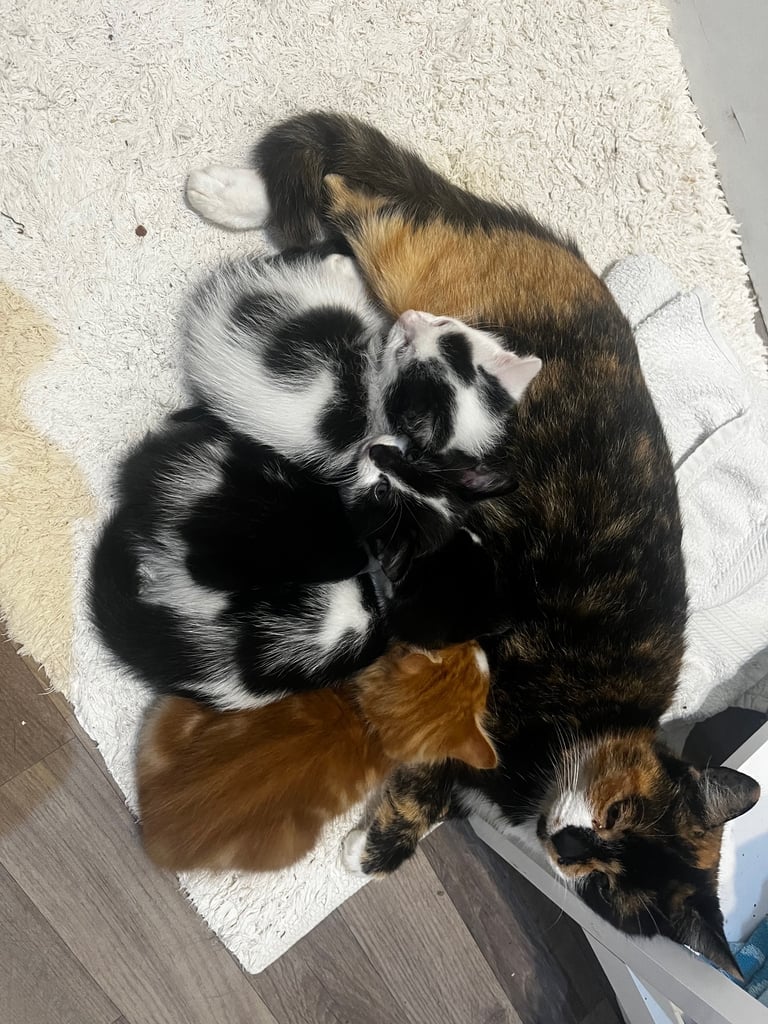 Kittens