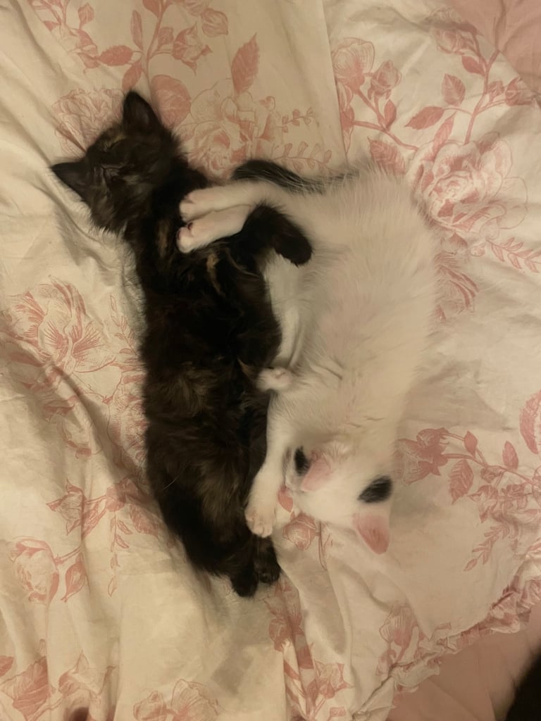 Two female kittens 