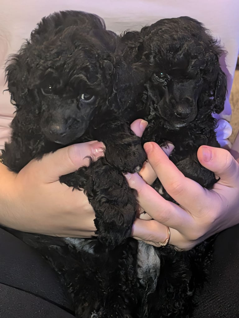 Toy poodle 