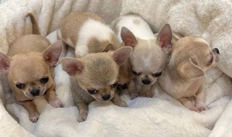 image for Chihuahua puppies