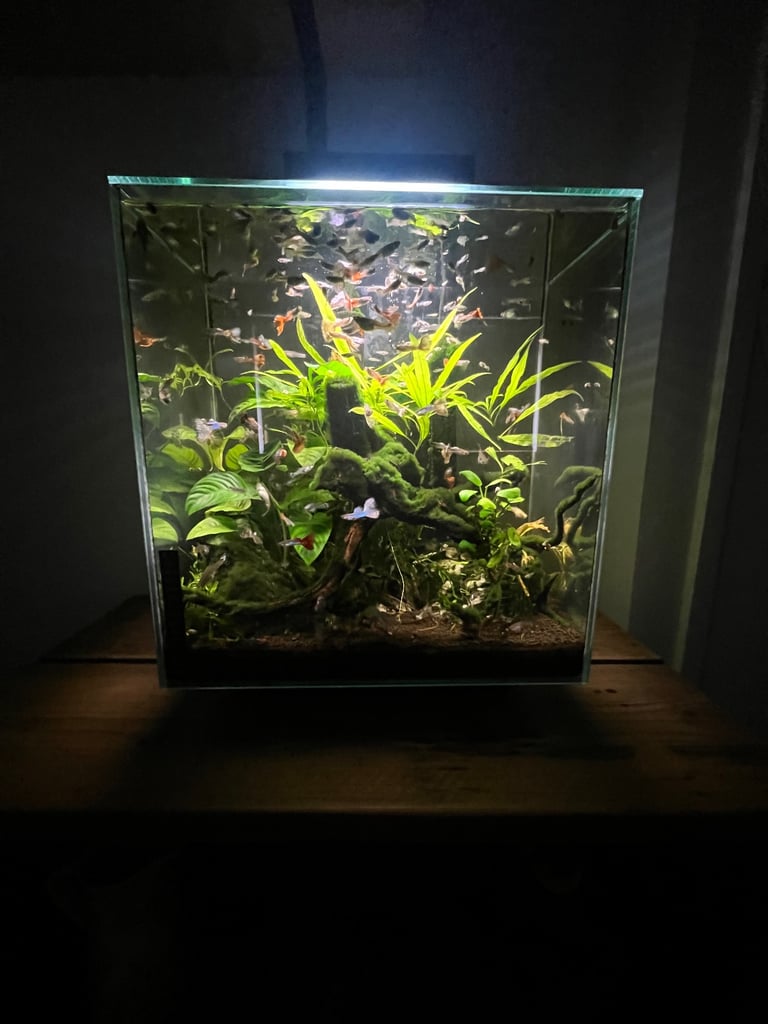 Guppies - tropical fish 