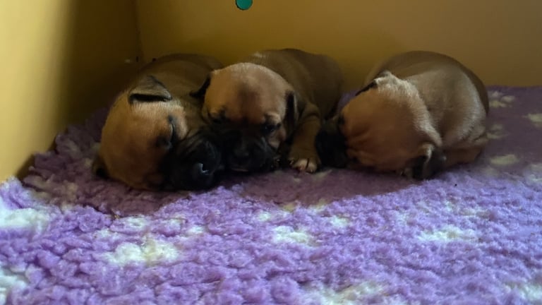 A Stunning Litter Of Red & Brindles