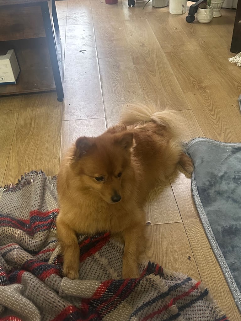 Pomeranian dog almost 3 years