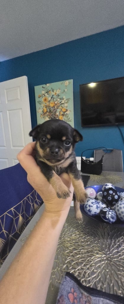 Chihuhuahua Puppies
