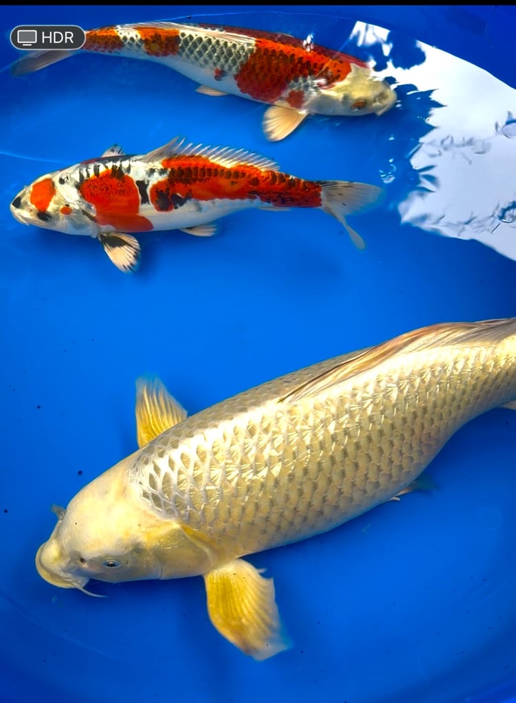 High Quality Japanese Koi 