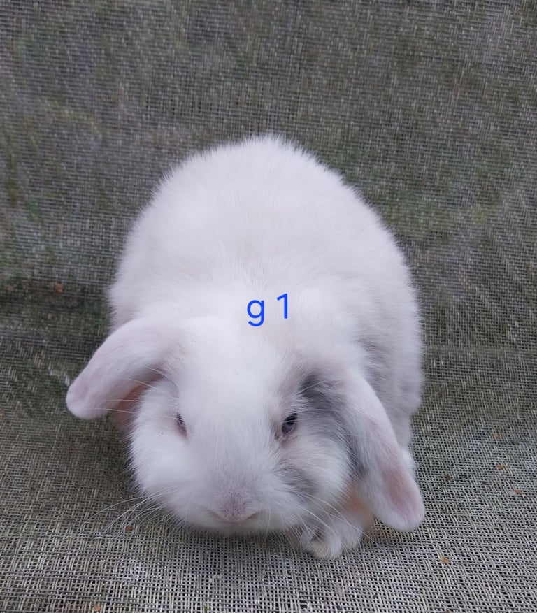 Mini lops for sale 