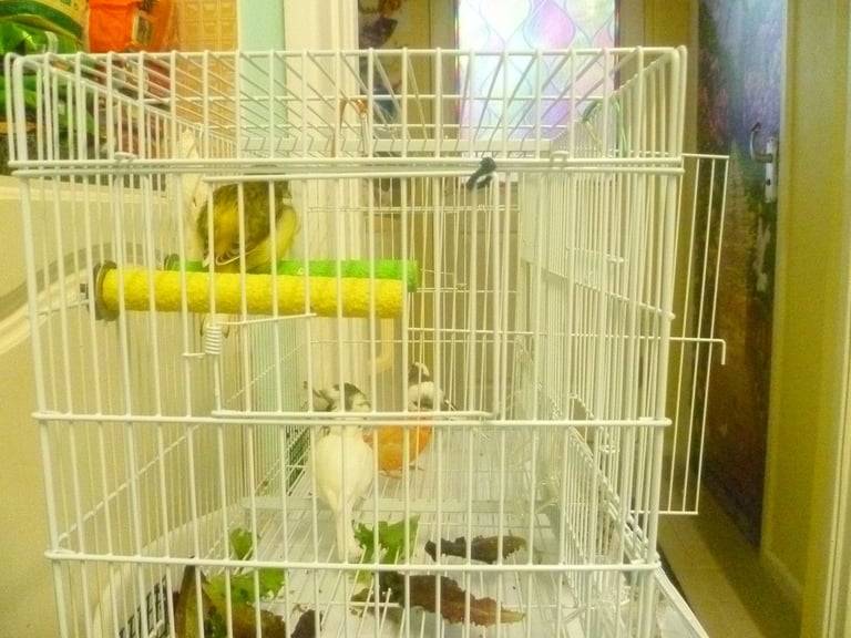 5 Canary Canaries Birds for sale for £140 Yellow, White/Black  Red Pure White Small Cage and Food