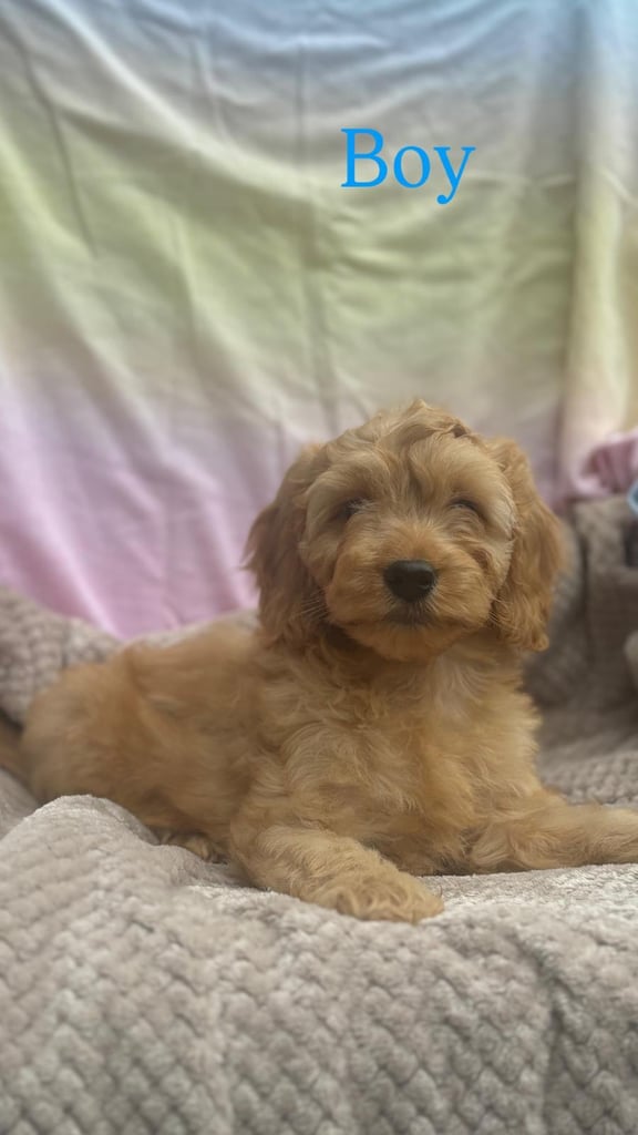 toy cockapoo