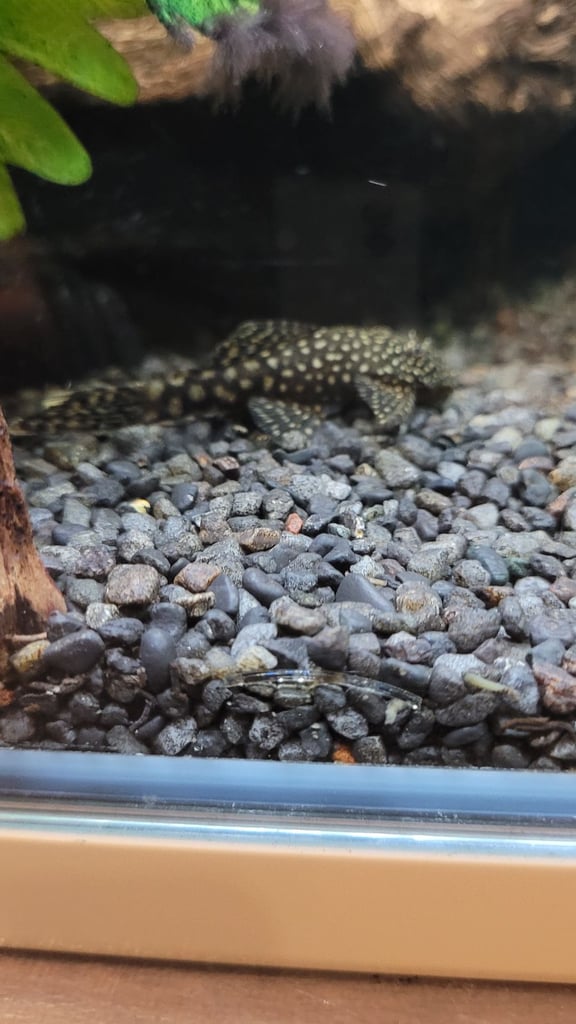 Plecos for sale