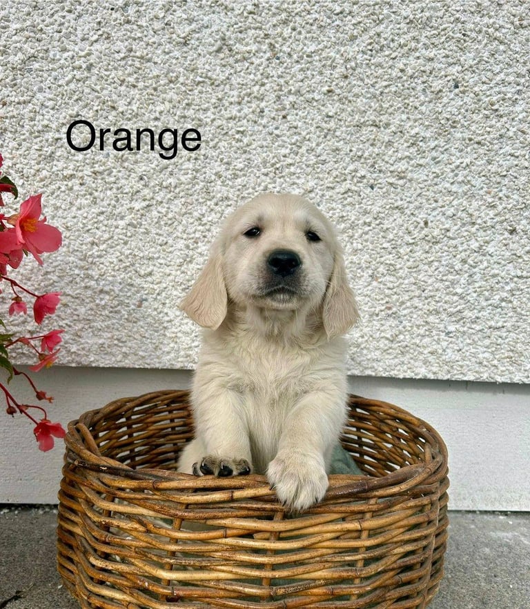 Gorgeous Cream KC Golden Retriever Puppies