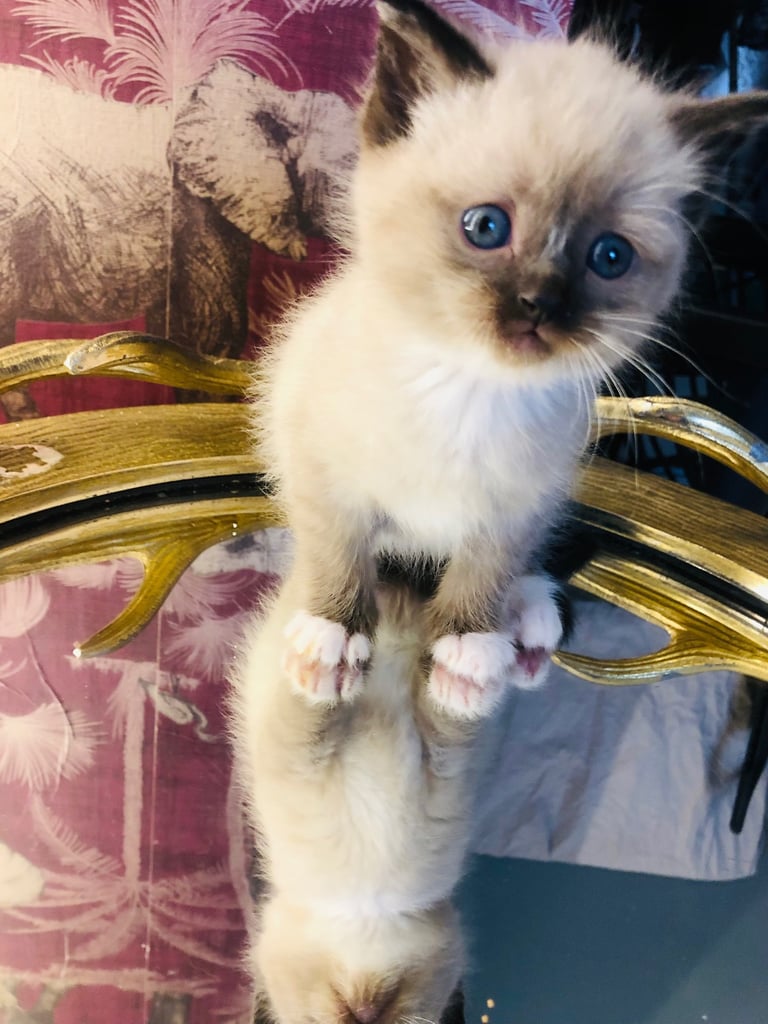 Ragdoll kitten