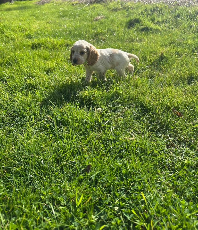 ONLY 1 LEFT Cocker show type spaniel puppy’s 