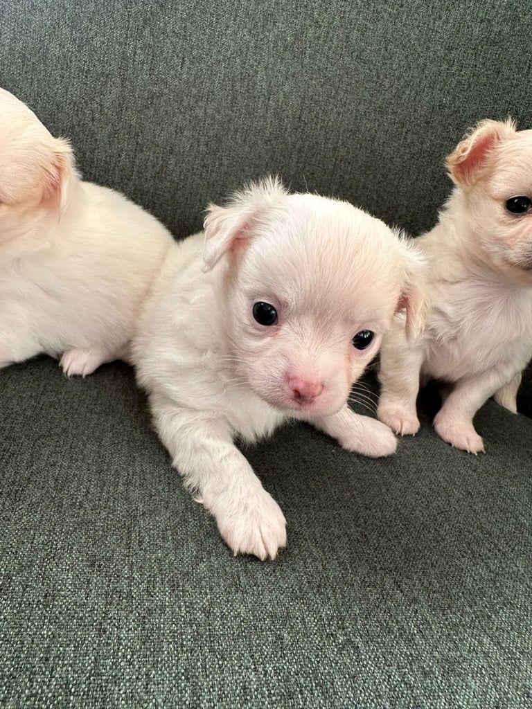 Chihuahua long hair puppies 