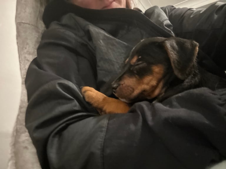 image for Jack Russell cross patterdale 