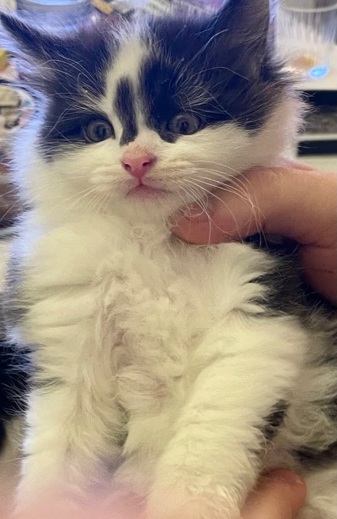 Turkish black and white angora kitten 