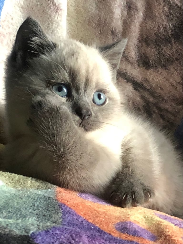 Gorgeous Colourpoint BSH kittens 
