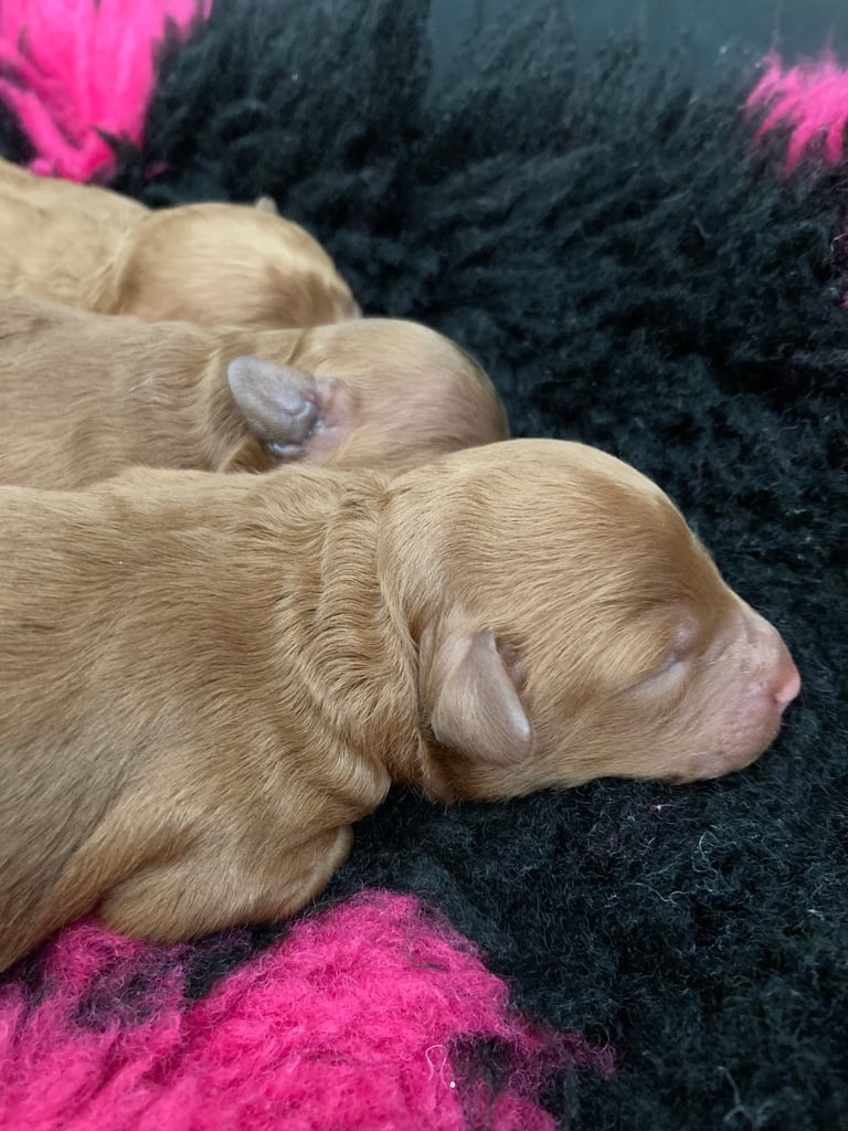 F1B COCKAPOO PUPPY