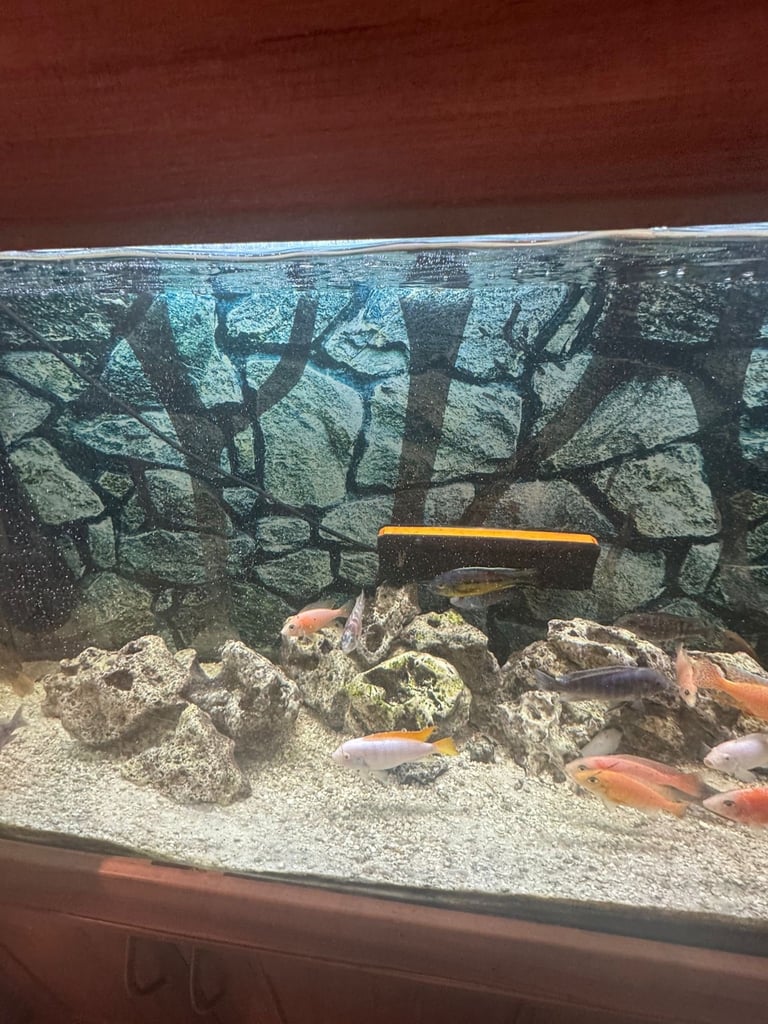 5FT FULLY LOADED FISH TANK FOR SALE (BARGAIN)