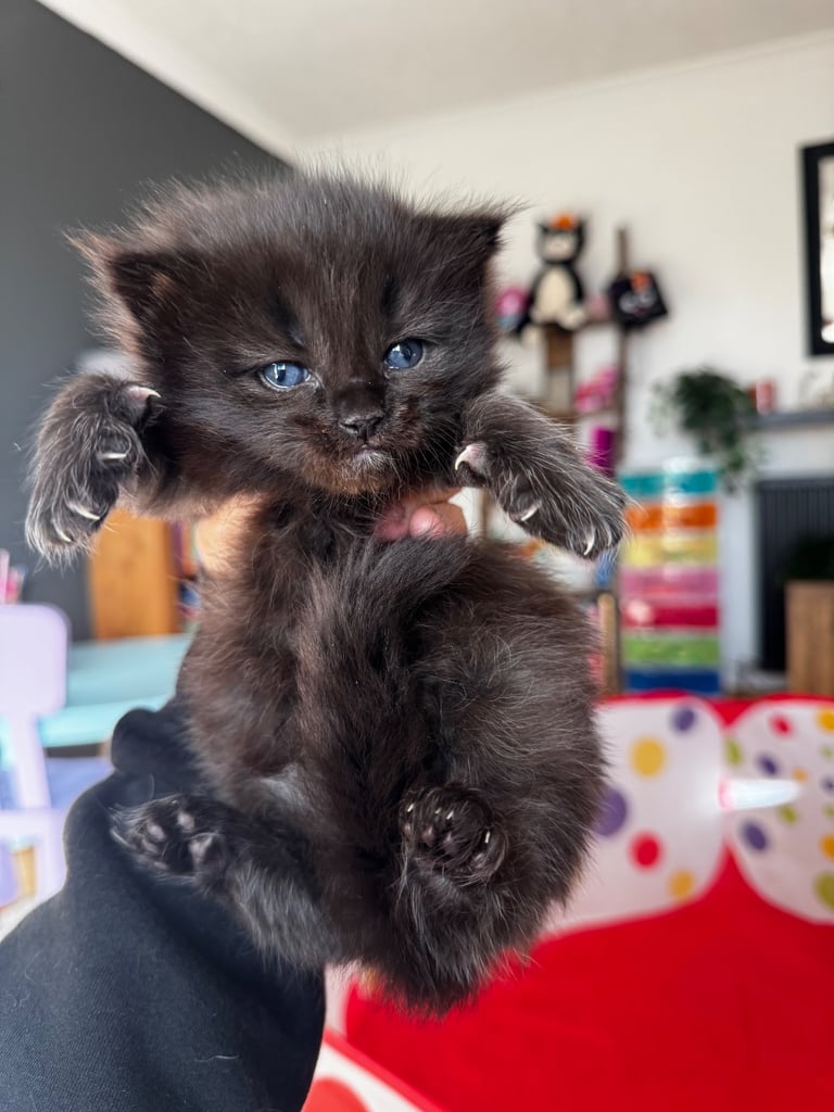 Ragcoon Kittens