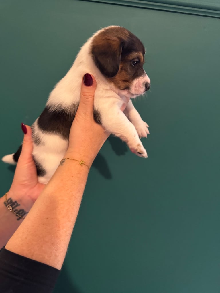 Dachshund x Jack Russel Puppies 