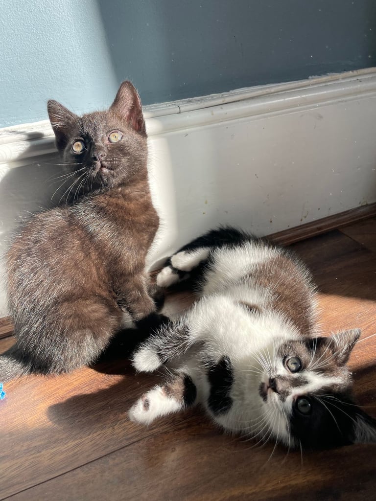 Two GORGEOUS Kittens - male & female 