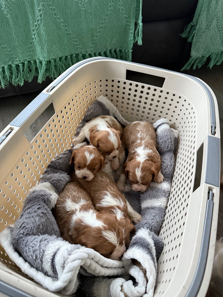 King Charles puppies only 3boy left 