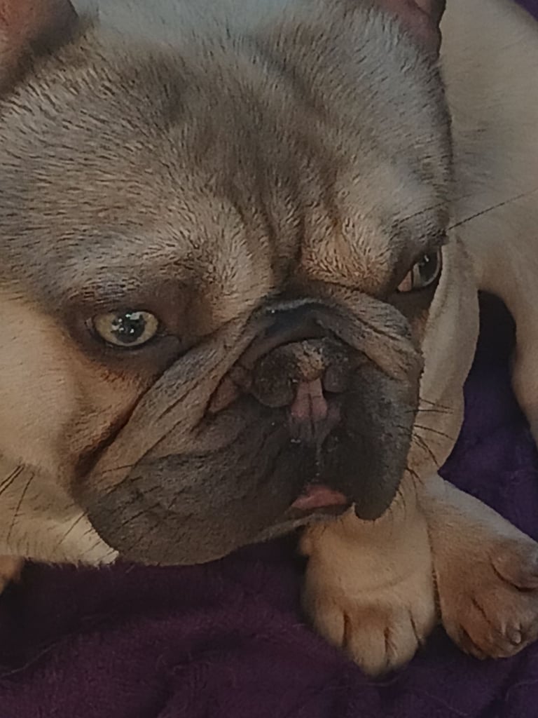 Boy frenchie jasper