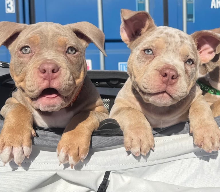LAST FEMALE MERLE POCKET BULLY AVAILABLE‼️‼️