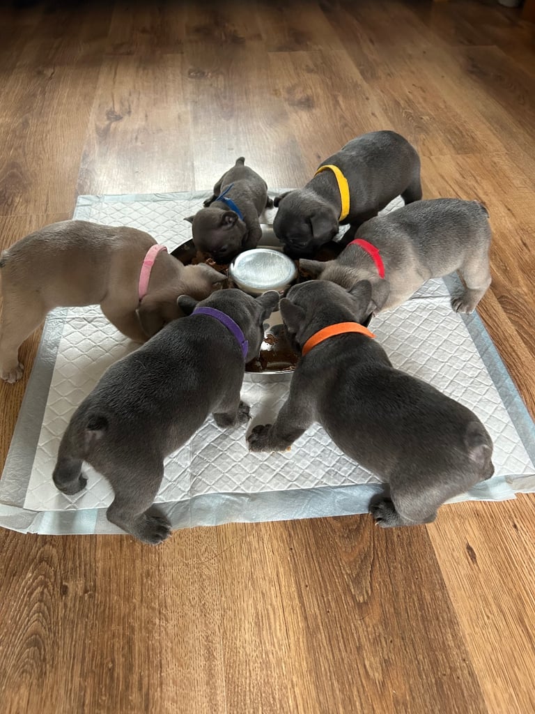 French bulldog puppies 🐾