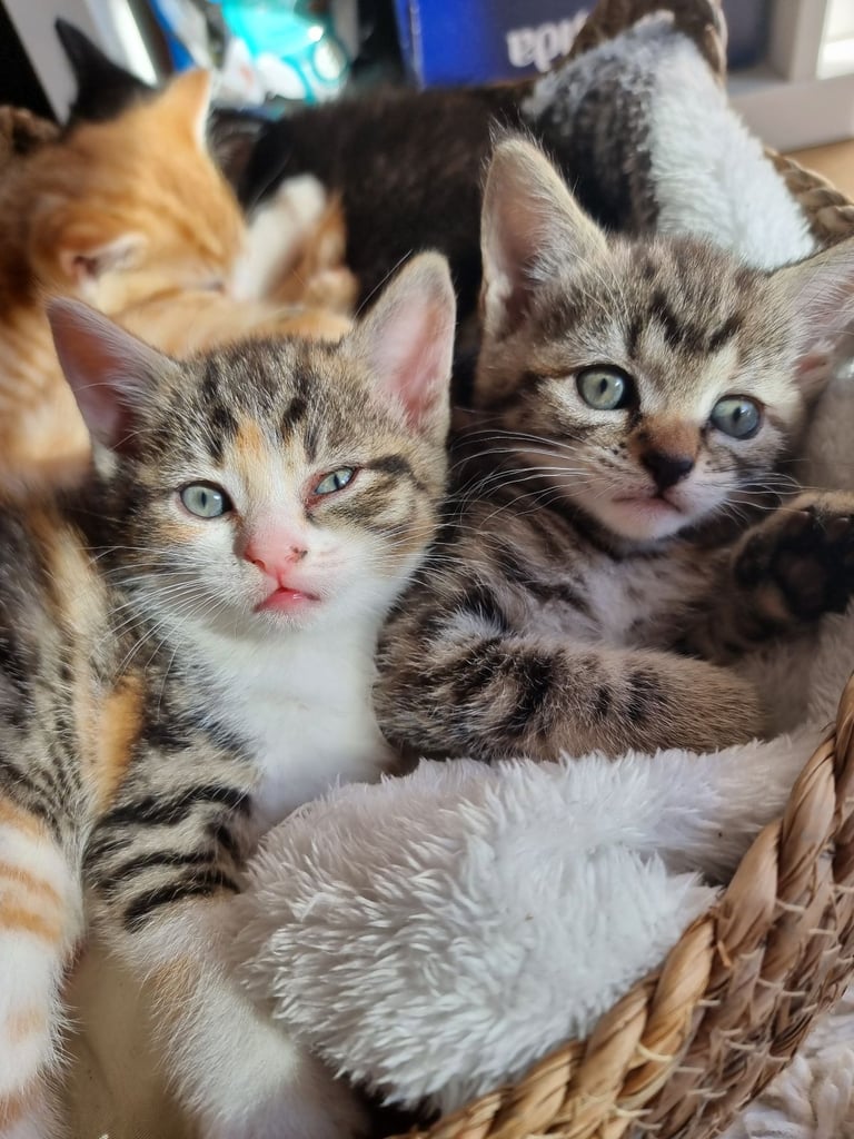 3 kittens looking for a forever home 