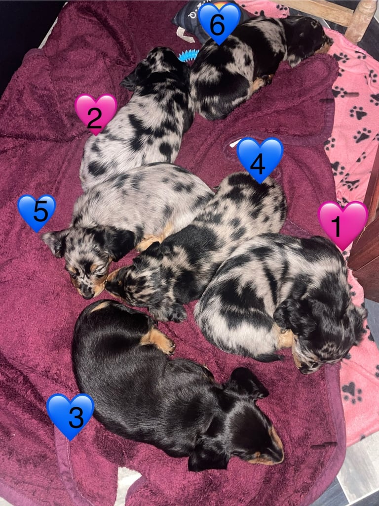 Long Haired Dachshund Puppies READY NOW!